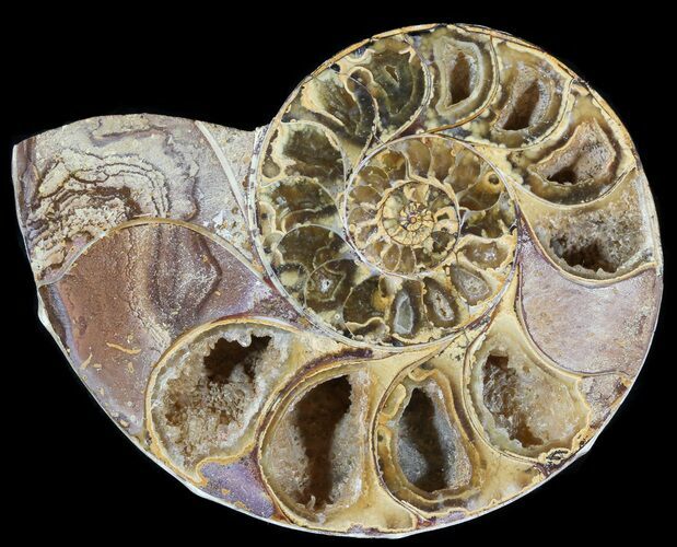 Sliced, Agatized Ammonite Fossil (Half) - Jurassic #54042